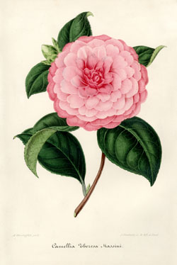 (image for) Camellias